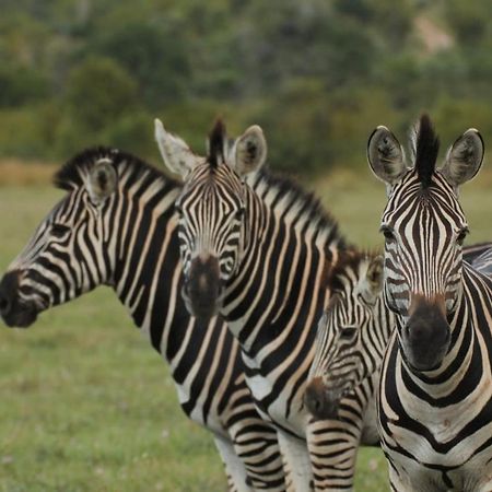 Idube Game Reserve سابس ساند جيم ريسير المظهر الخارجي الصورة